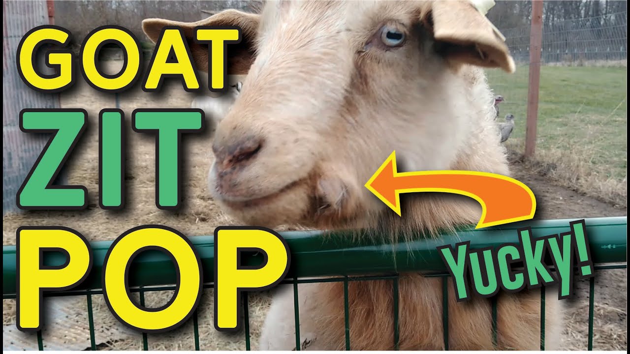 An escape artist and a quick goat zit pop. Yuck!