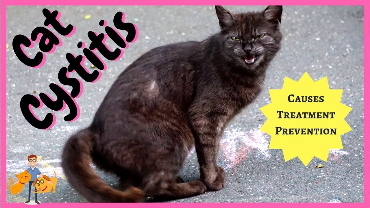 Cat Cystitis: treatment, symptoms + home prevention