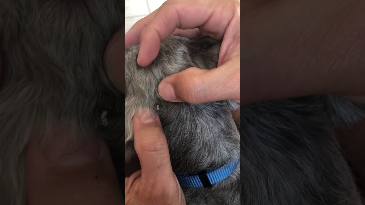 Cyst behind my dogs ear part two