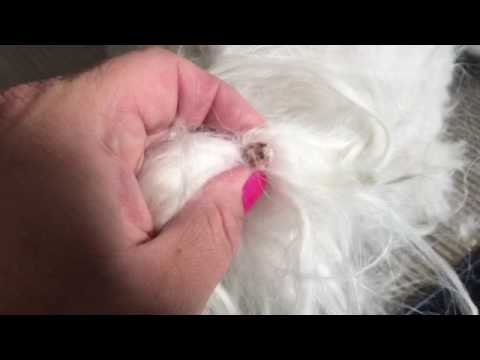 Cyst popping on a Maltese dog tail