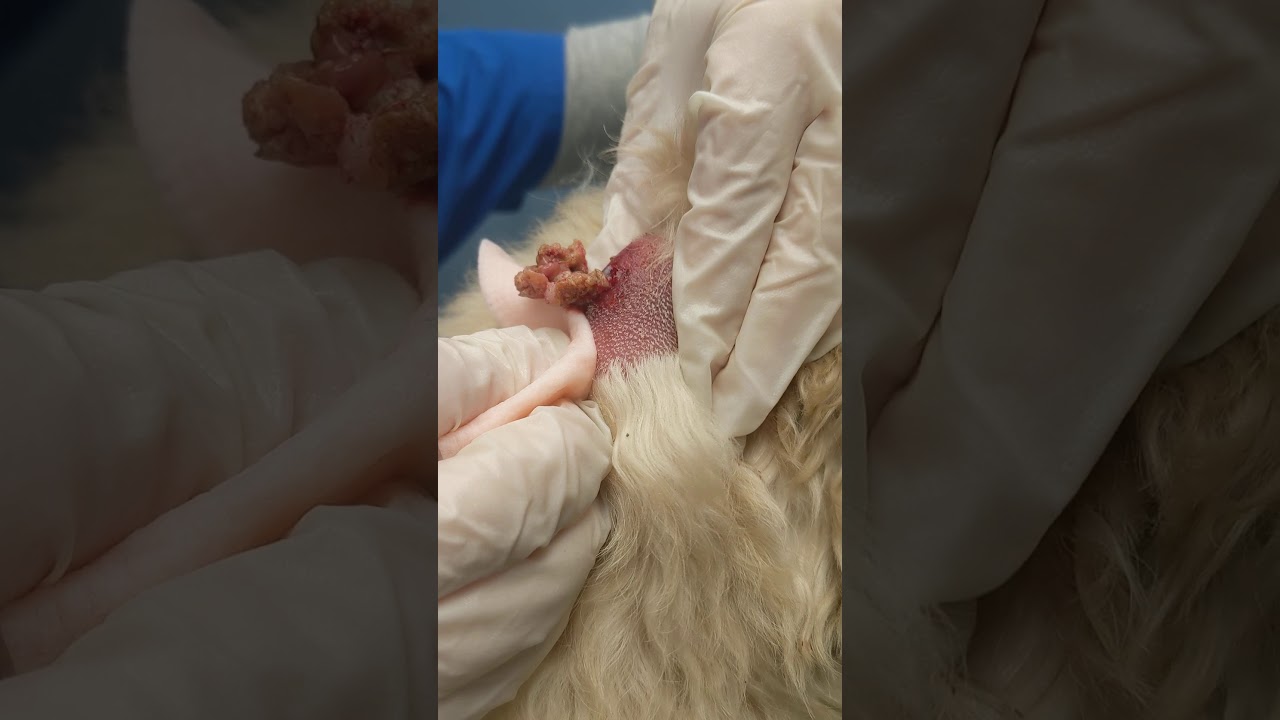 Dog cyst popped at the vet