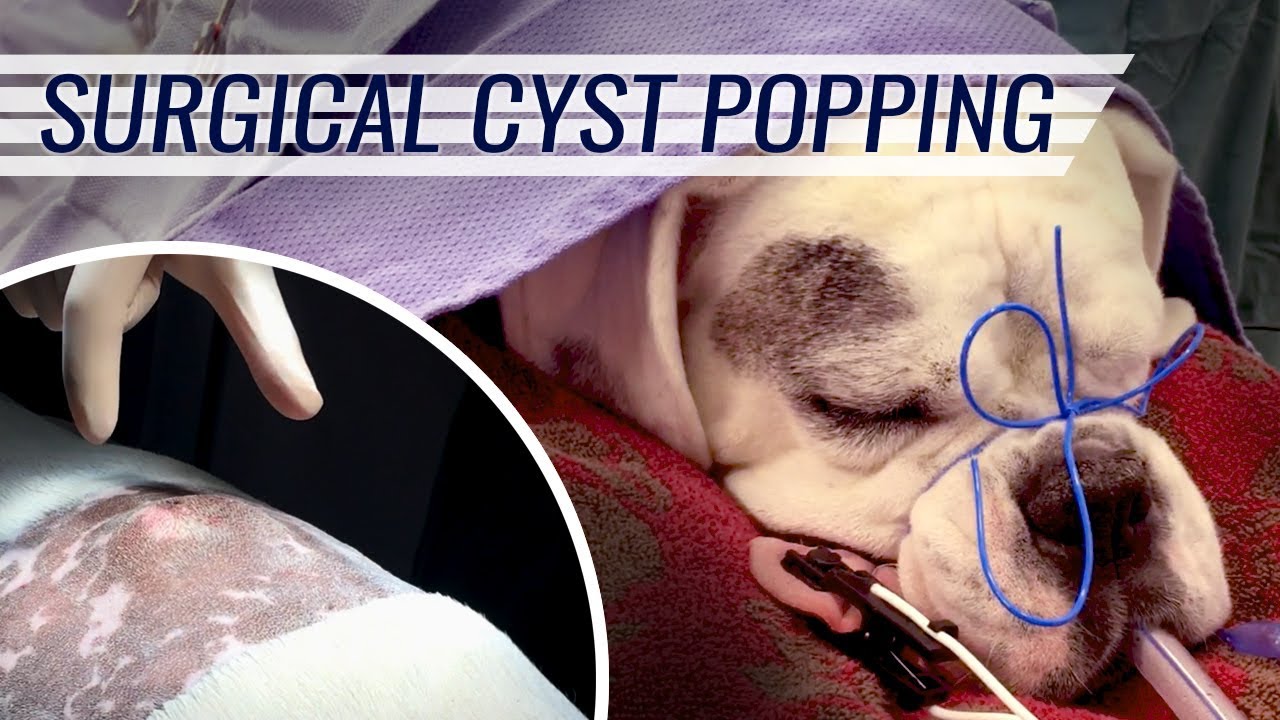 Dog Cyst Surgery with a Cyst Popping