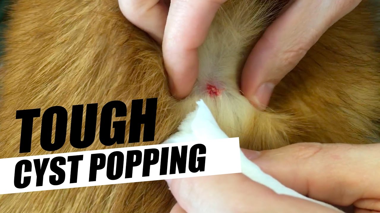 Dog Gets Tough Cyst Popping