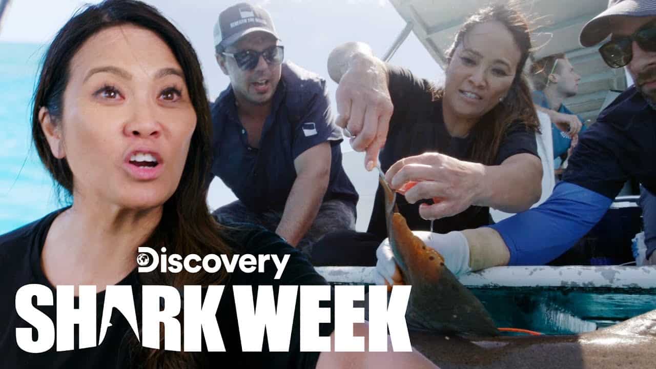 Dr. Pimple Popper Tags a Shark! | Shark Week
