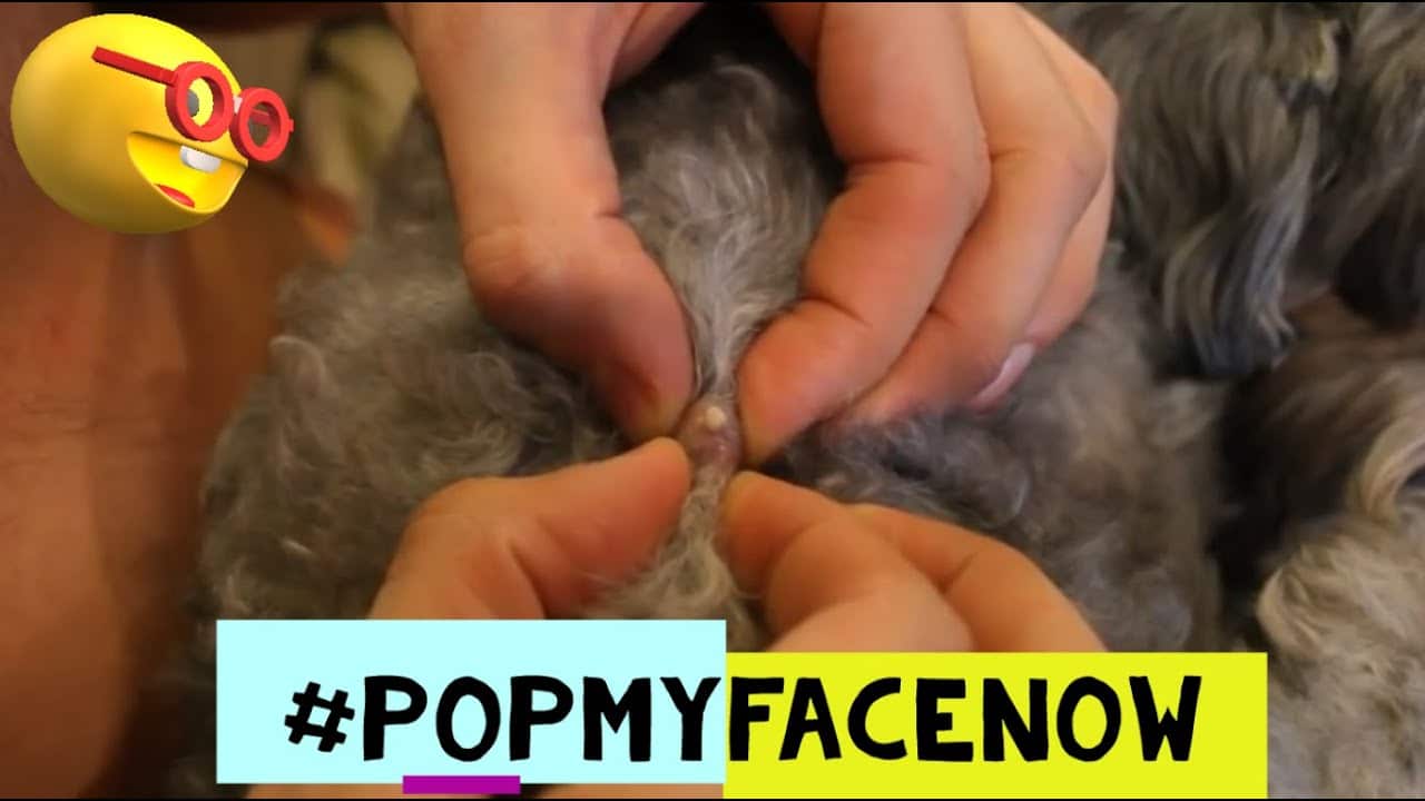 EXPLOSIVE CYSTS PIMPLE POPPING CYST SKIN COMPILATION #2 IN ANIMALS [EXPLOSIVOS QUISTES SEBACEOS] ??