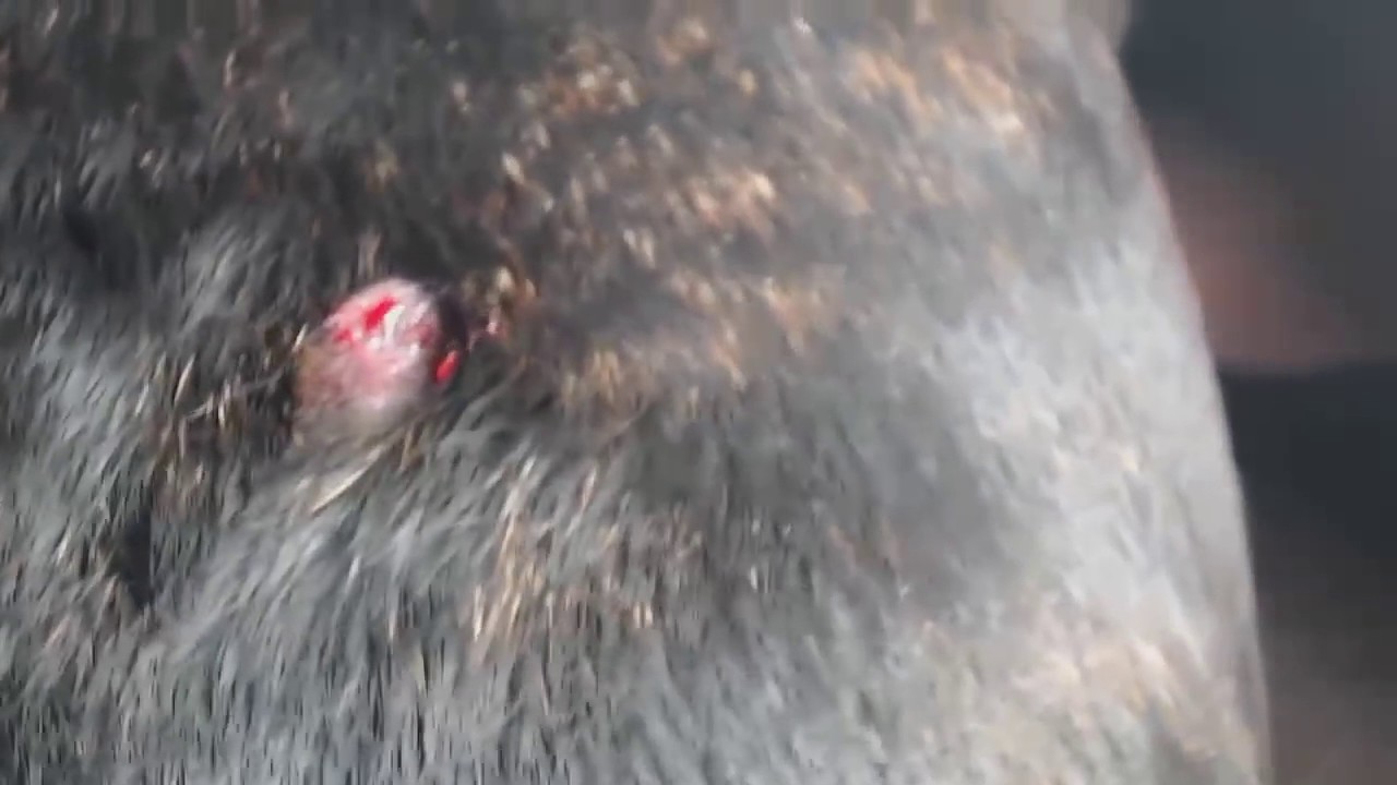 Giant black head – Huge dog zit popped 2016