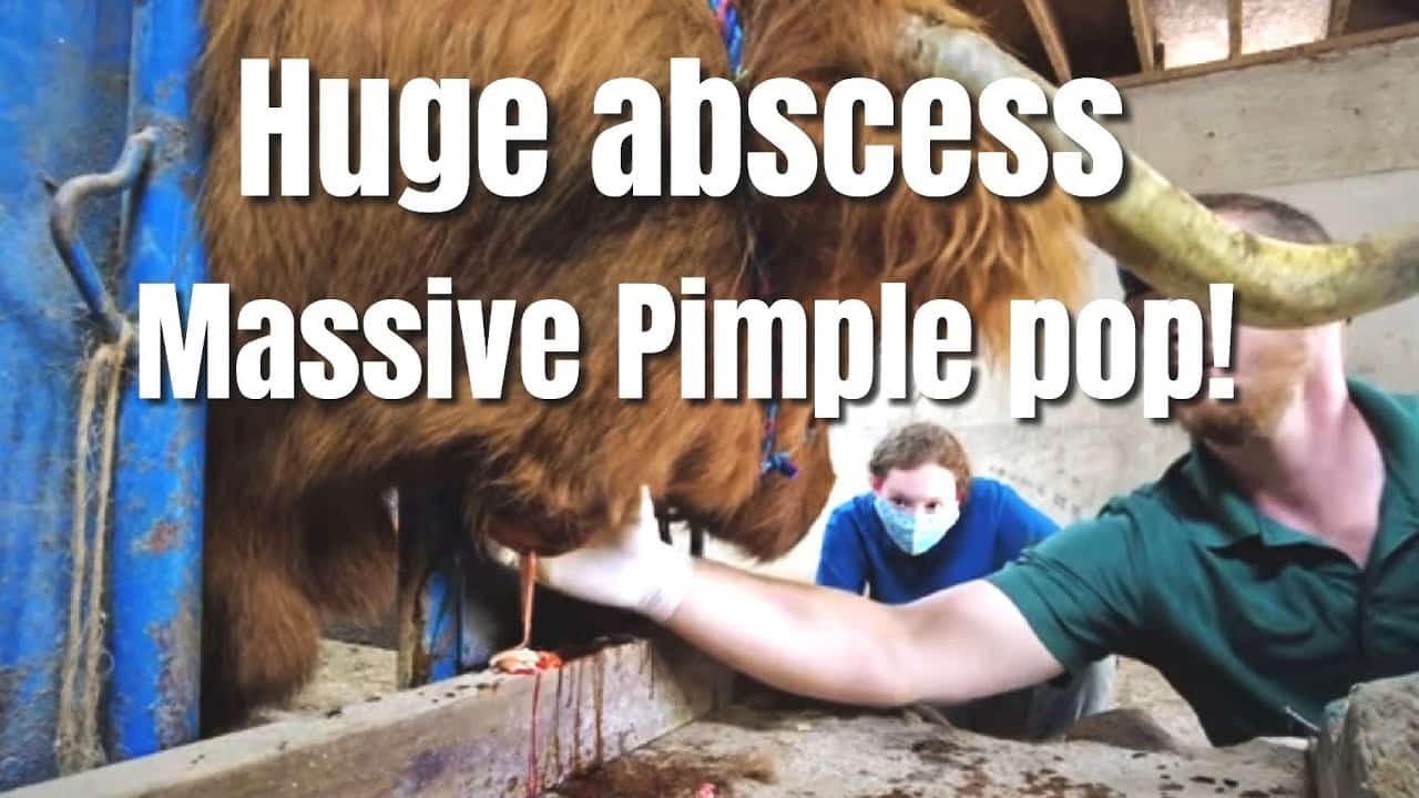 Highland cow pimple popping