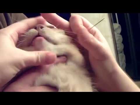 How to pop a zit on cat chin 😿