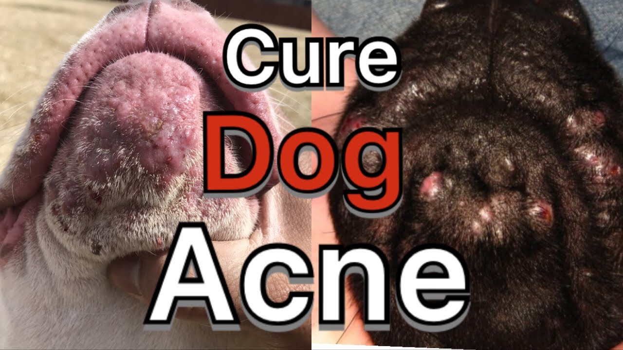 How to treat dog Acne, pimples, hot spots and dog allergies/ acne at home treatment ( 8 easy ways)