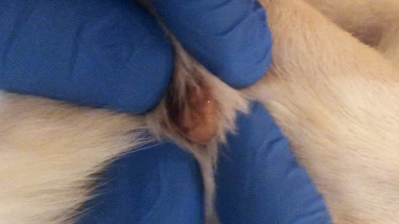 Jean's 4-Year-Old Leg Cyst Removed!