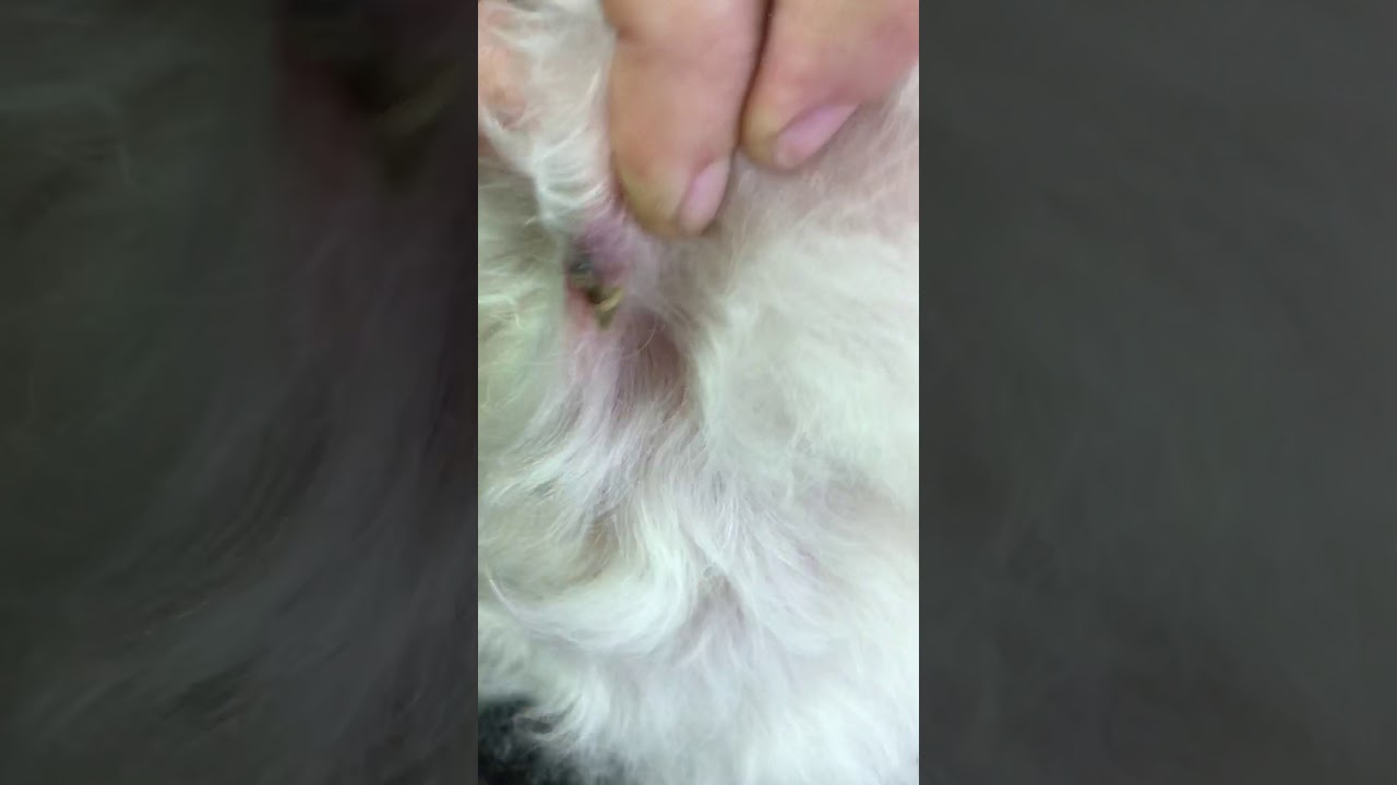 Look what I found puppy cyst pimple popping