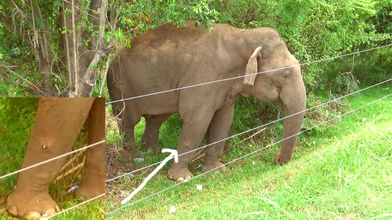 Massive Elephant with pustule in the leg treated in the sanctuary park