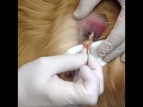 Pimple Popping Compilation Part #9 – Animal Version