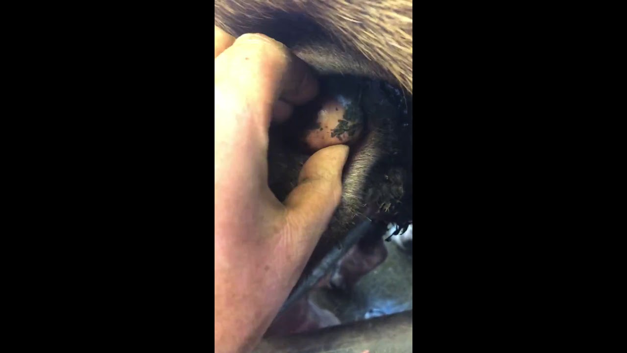 Pimple popping on cow
