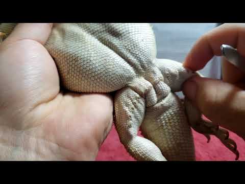 Pop And Squeeze Bearded Dragon Clogged Pore Pimples!!! Pulling Out Boogers Also!! | Femoral Pores!