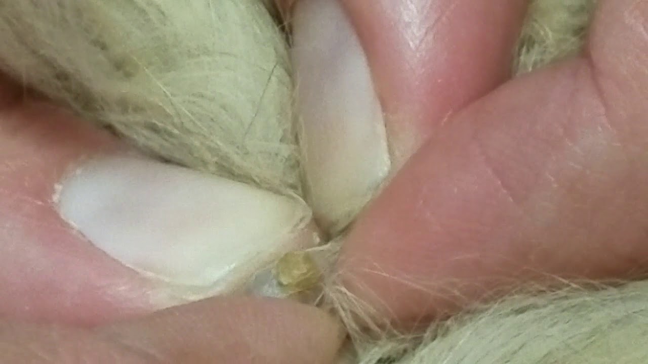 Popping Large Cyst On A Cat!