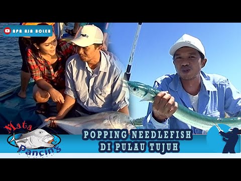 POPPING NEEDLE FISH DI PULAU TUJUH – MATA PANCING