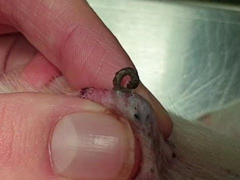 Squeezing Blackheads and Sebaceous Cysts on a Dog's Chest