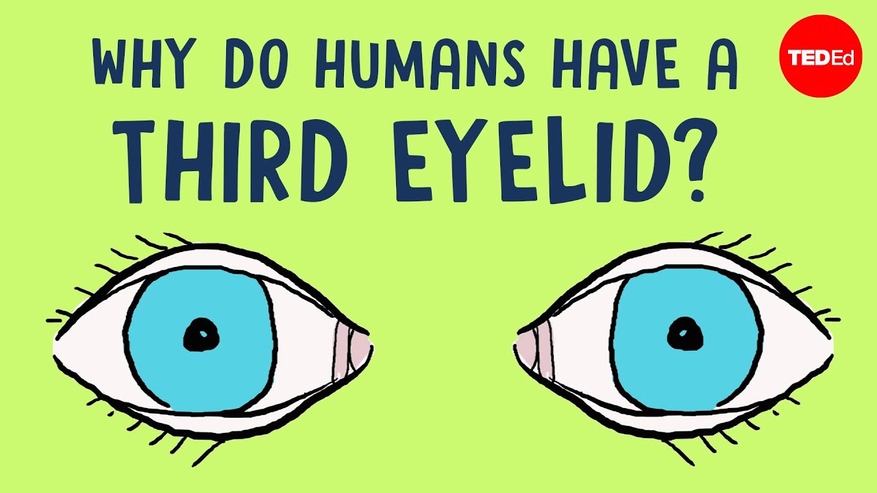 Why do humans have a third eyelid? – Dorsa Amir