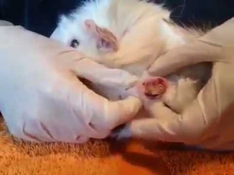 XL Neglected Cyst in Guinea pig